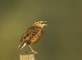 Eastern-Meadowlark;Meadowlark;Sturnella-magna;One;one-animal;avifauna;bird;birds